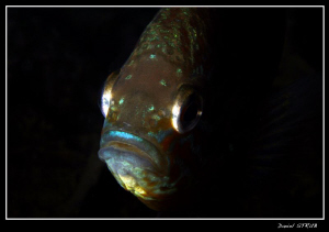 Comming out from the dark ... :-D by Daniel Strub 